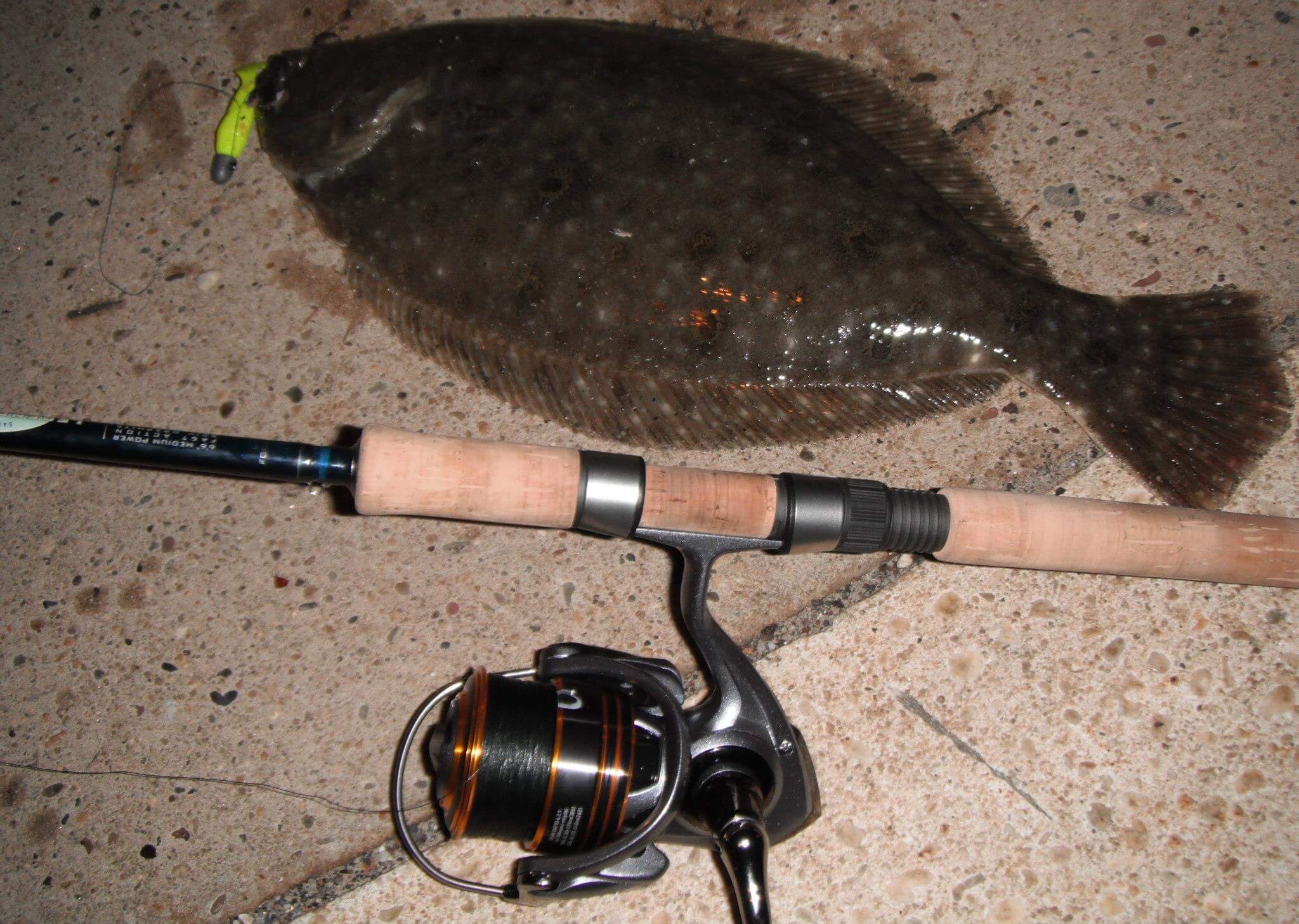 Big fluke are caught at night when fishing areas where small bait, snapper bluefish and spike weakfish prey are hanging.