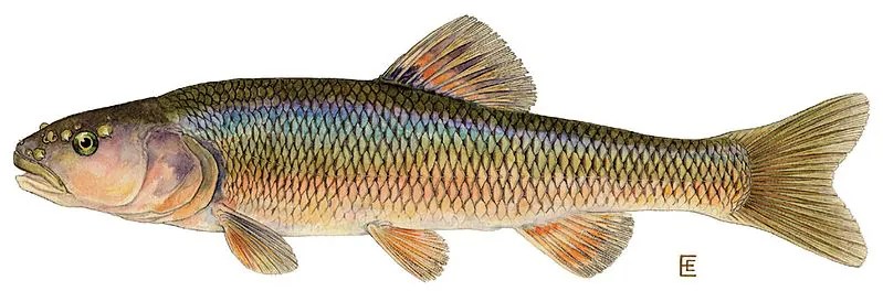 A picture of a creek chub.