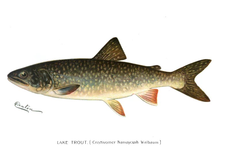 A picture of a lake trout.