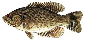 A picture of a rock bass.