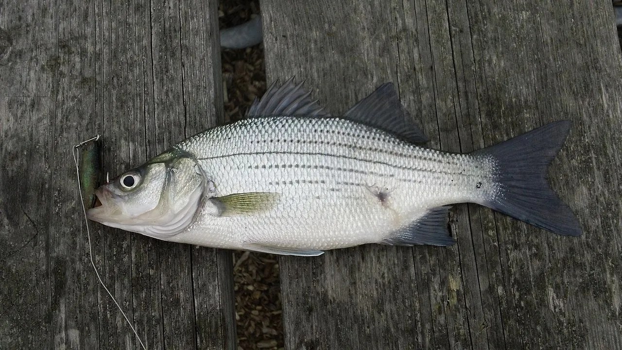 A picture of a white bass.