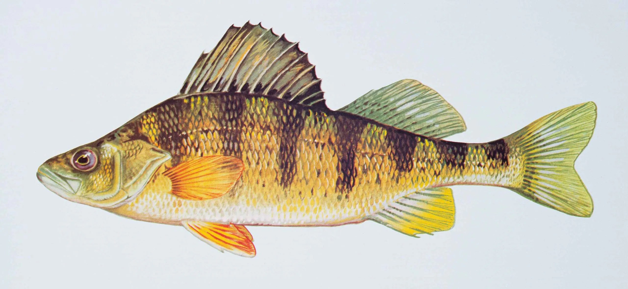 A picture of a yellow perch.