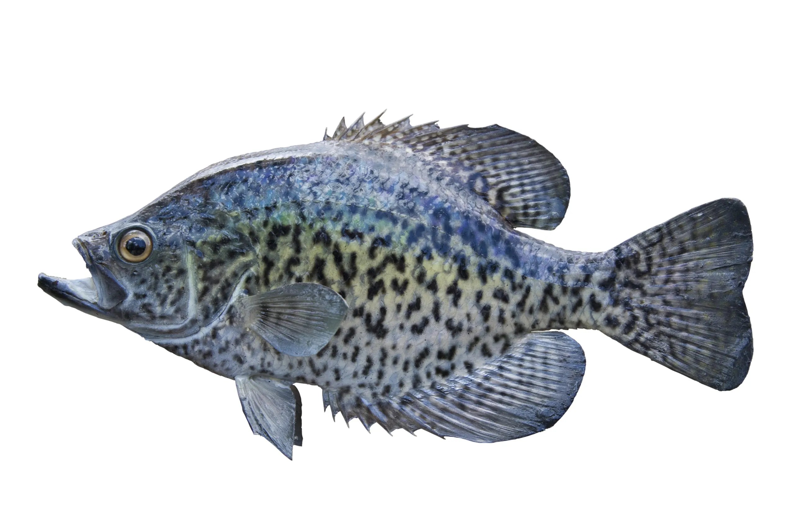 A picture of a black crappie.