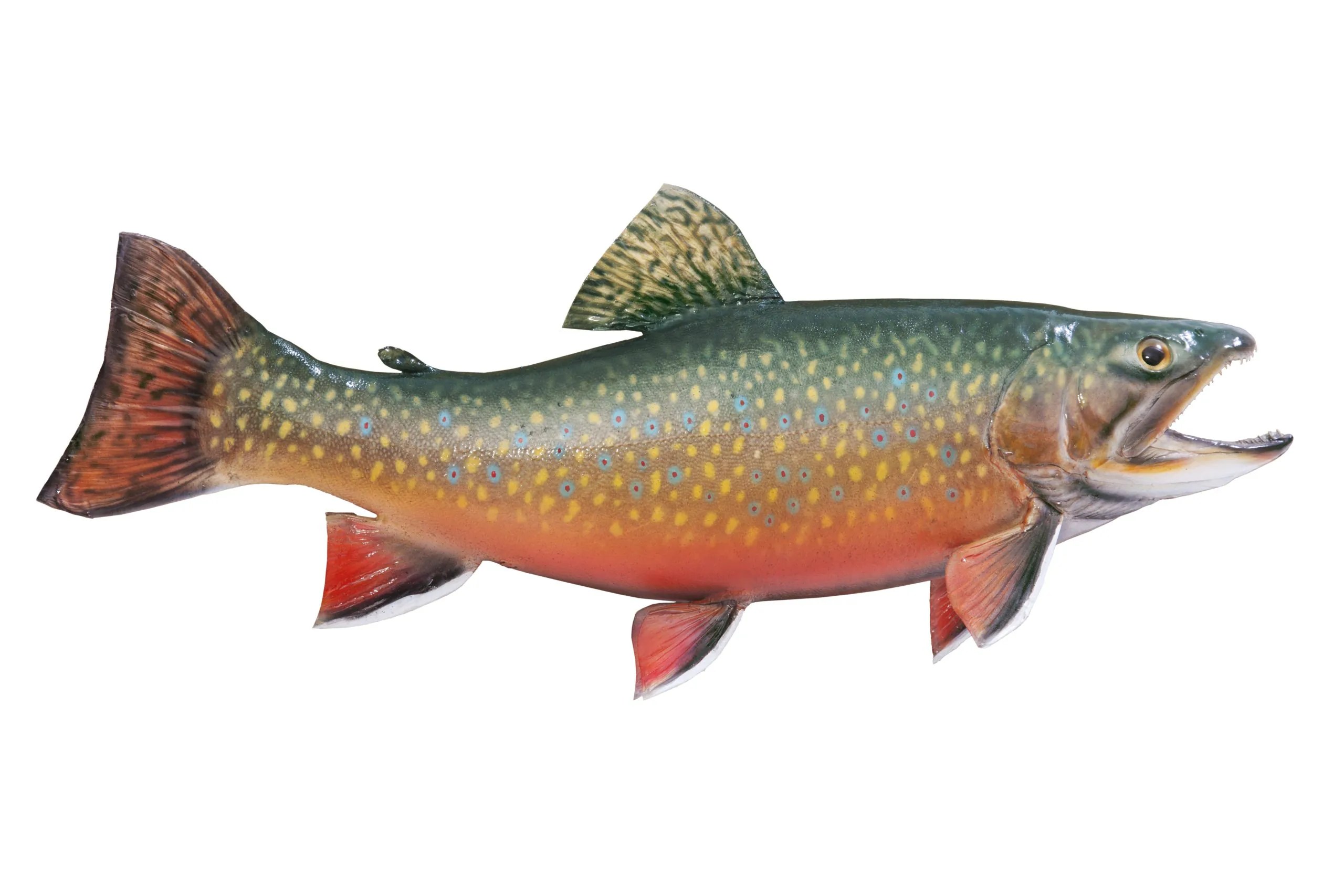 A picture of a brook trout.