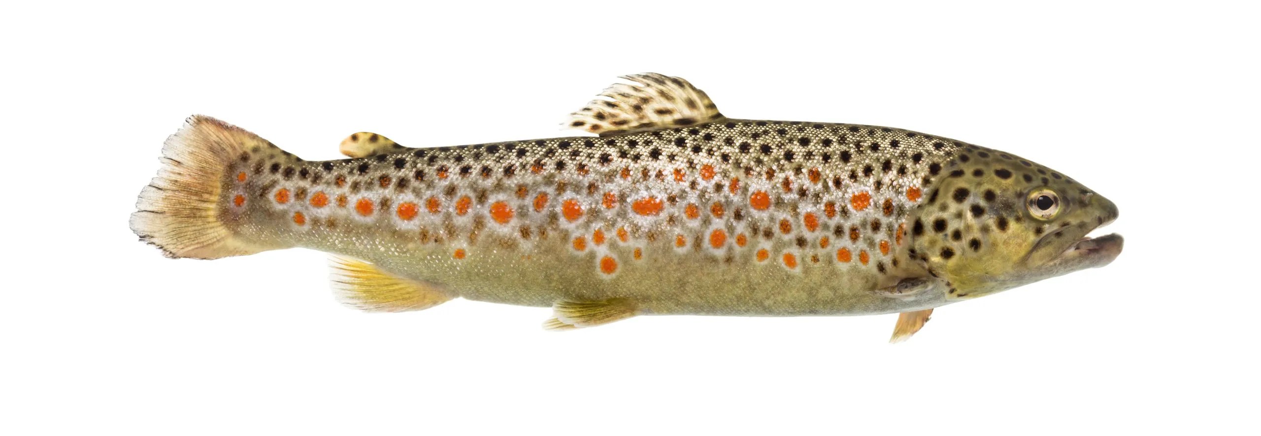 A picture of a brown trout.
