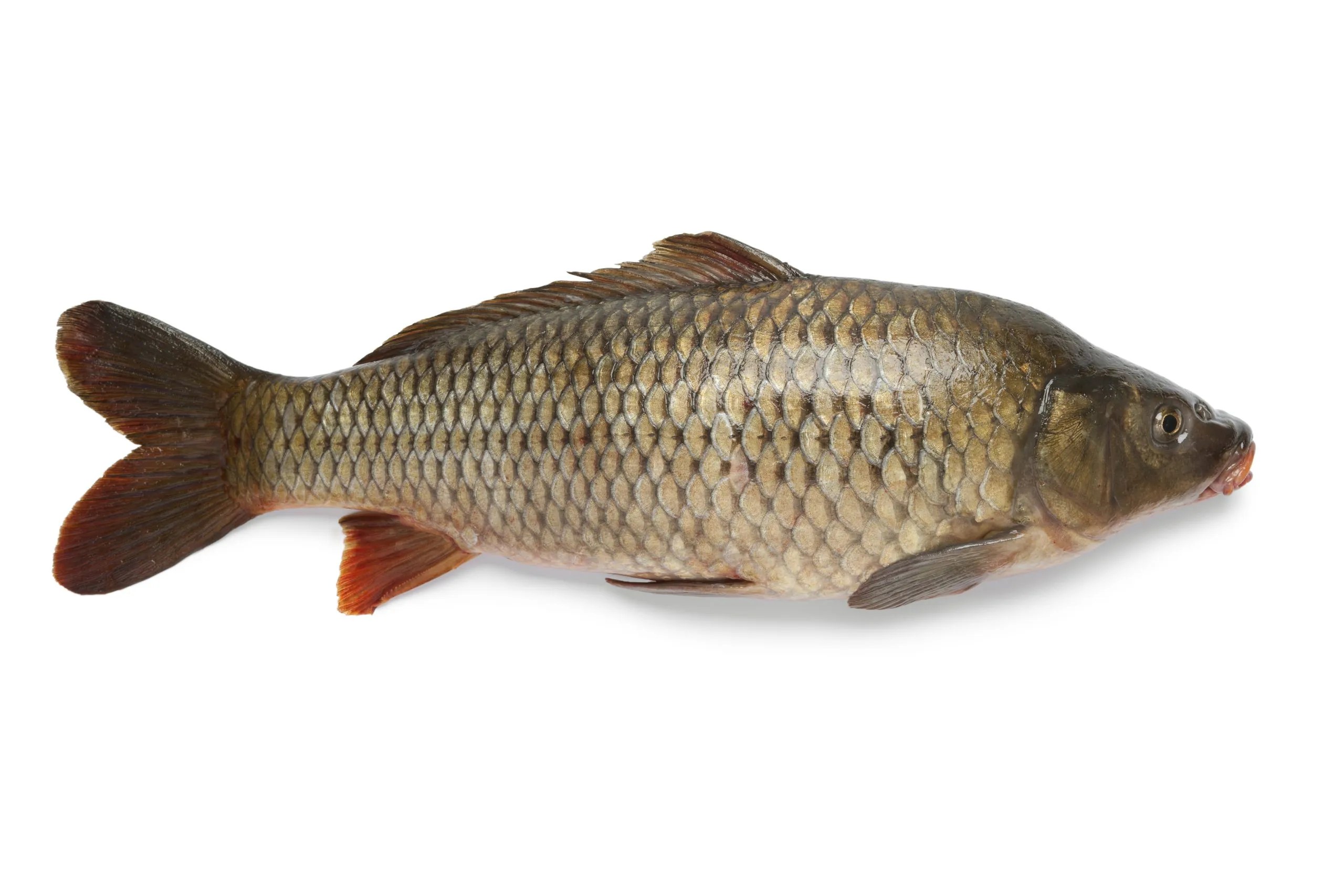 A picture of a carp.