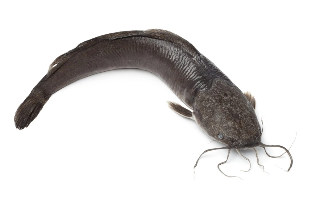A picture of a catfish.