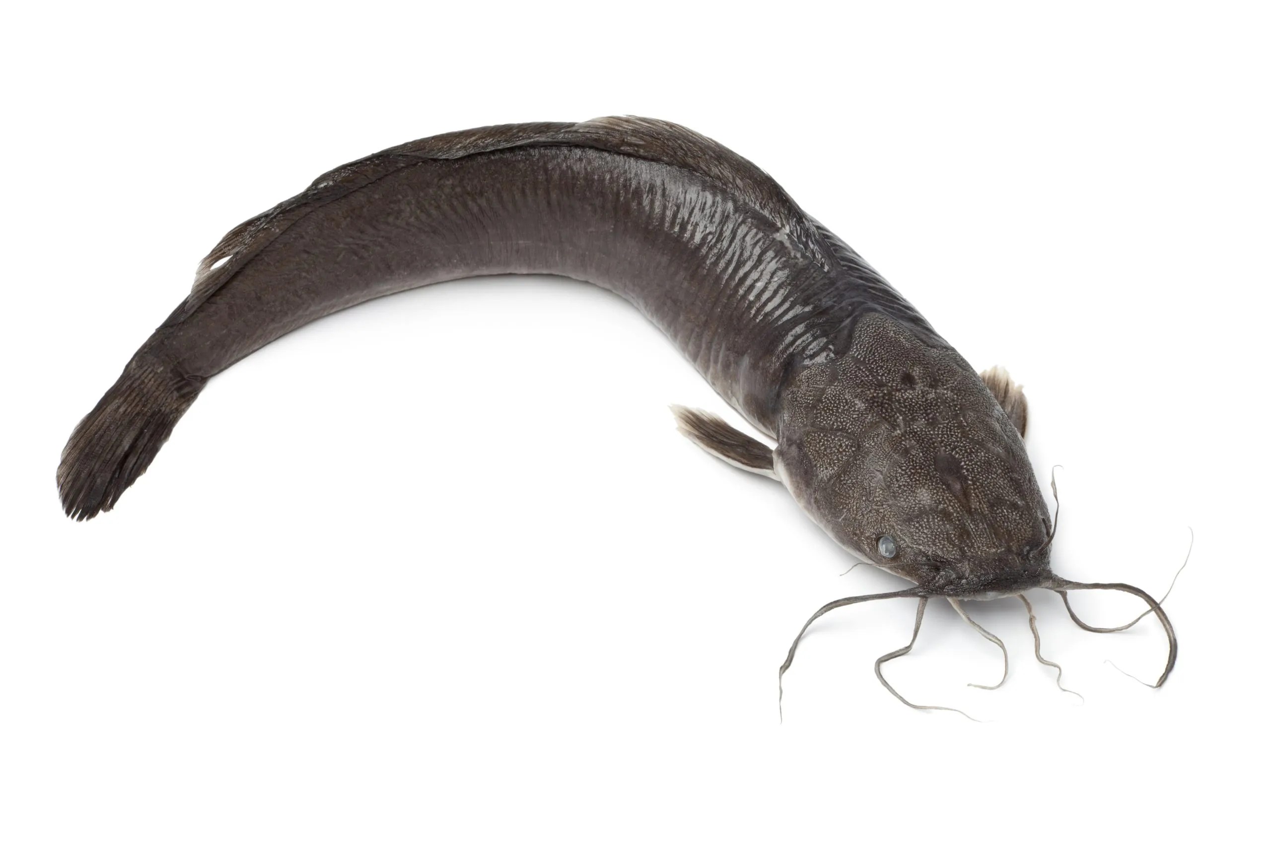 A picture of a catfish.