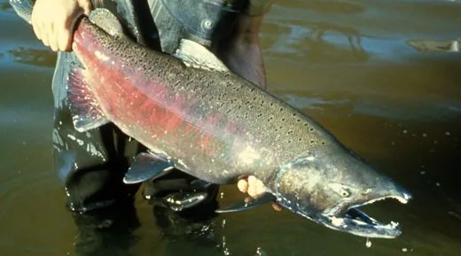 A picture of a chinook salmon caught, being held by an angler.