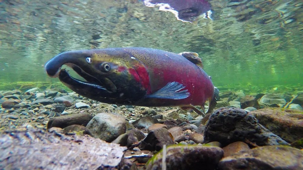 A picture of a coho salmon swimming.