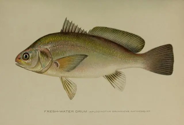An image of a fresh waterdrum.