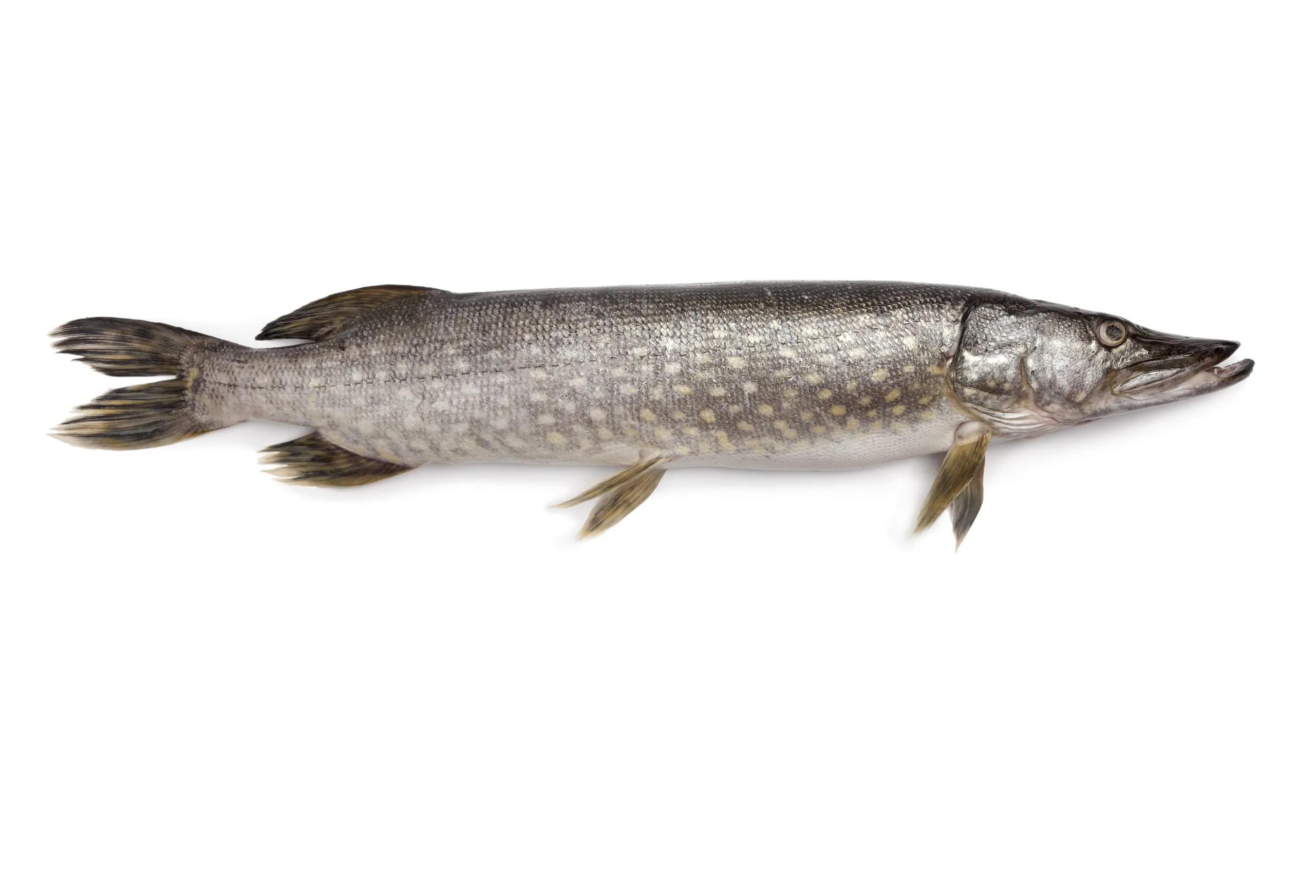 A picture of a northern pike.
