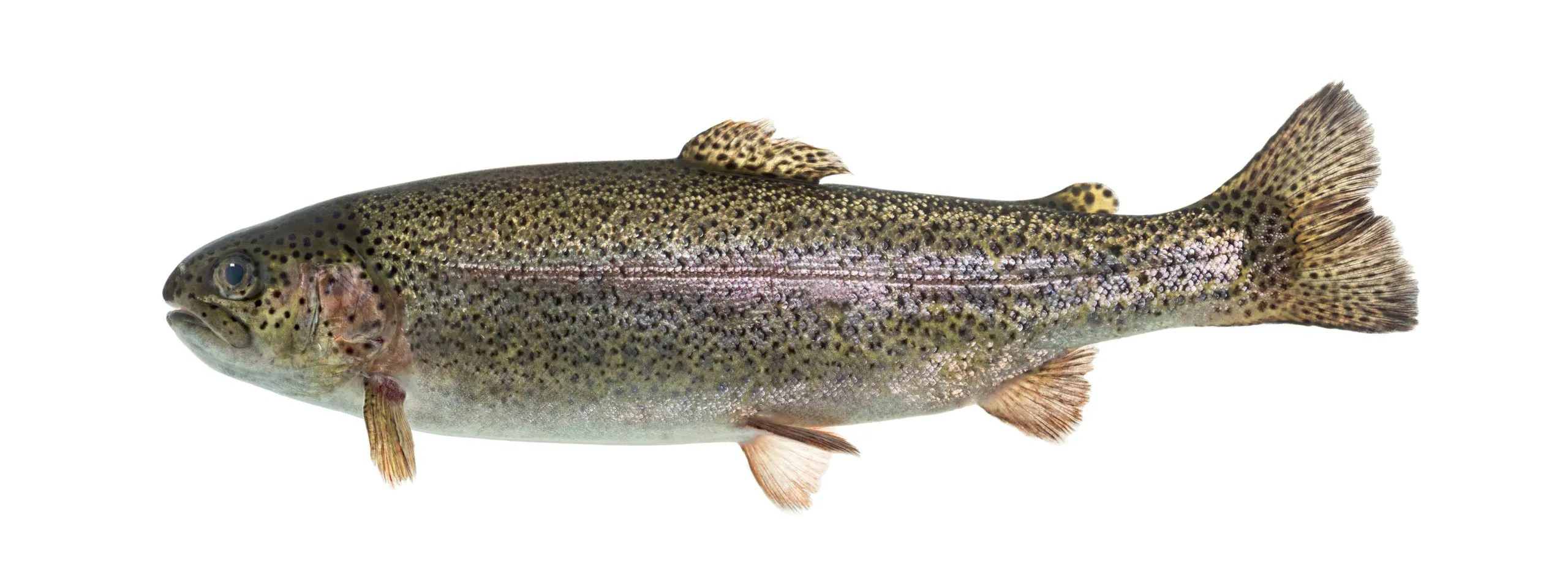 A picture of a pike.