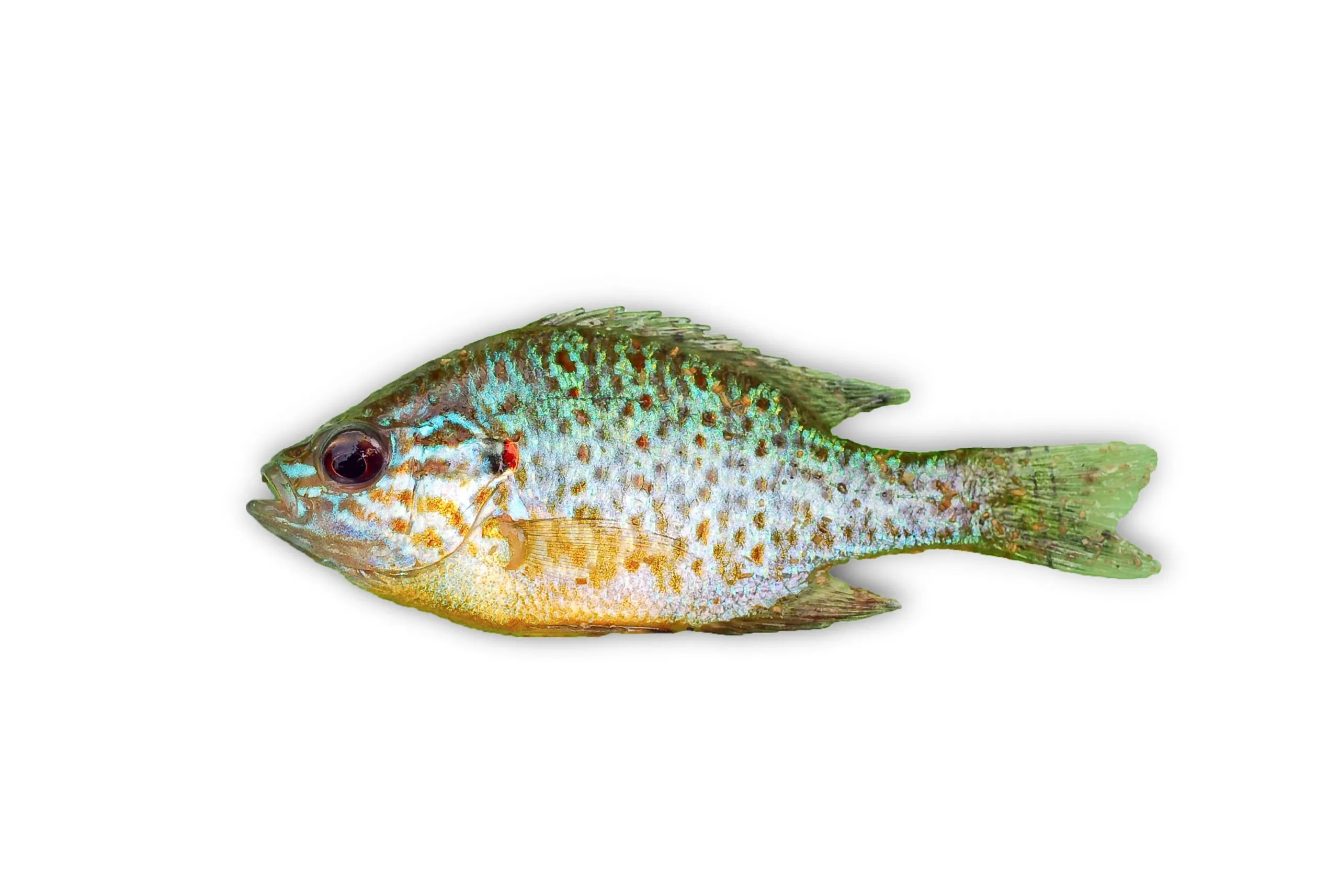 A picture of a sunfish.