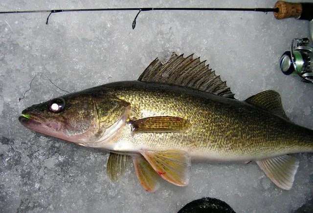 A picture of a walleye caught in Toronto.