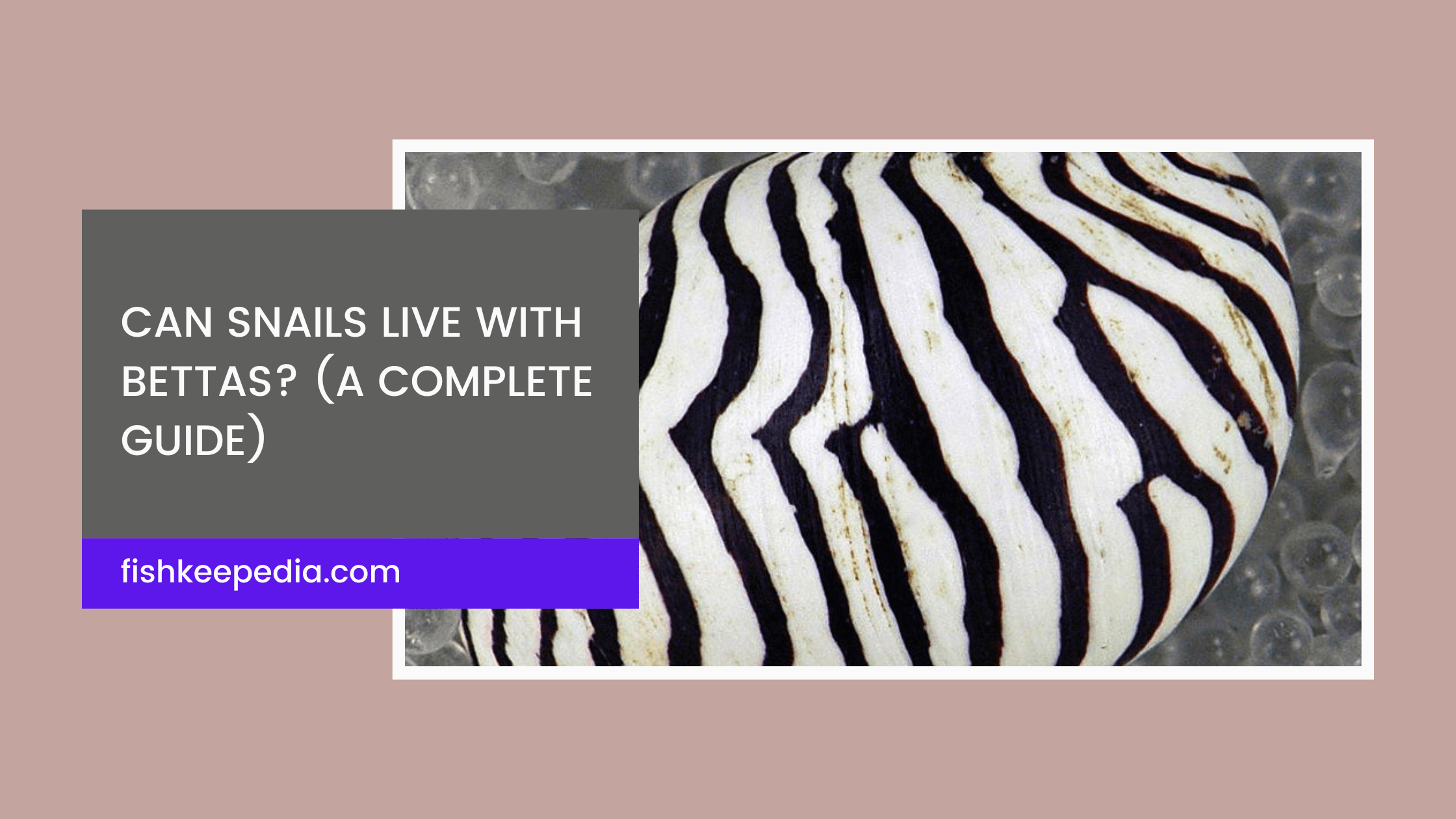 Up-close image of a Zebra Nerite Snail