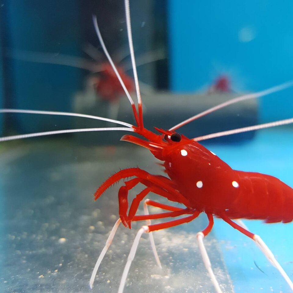 Fire Shrimp (Lysmata splendida), starry blood shrimp.
