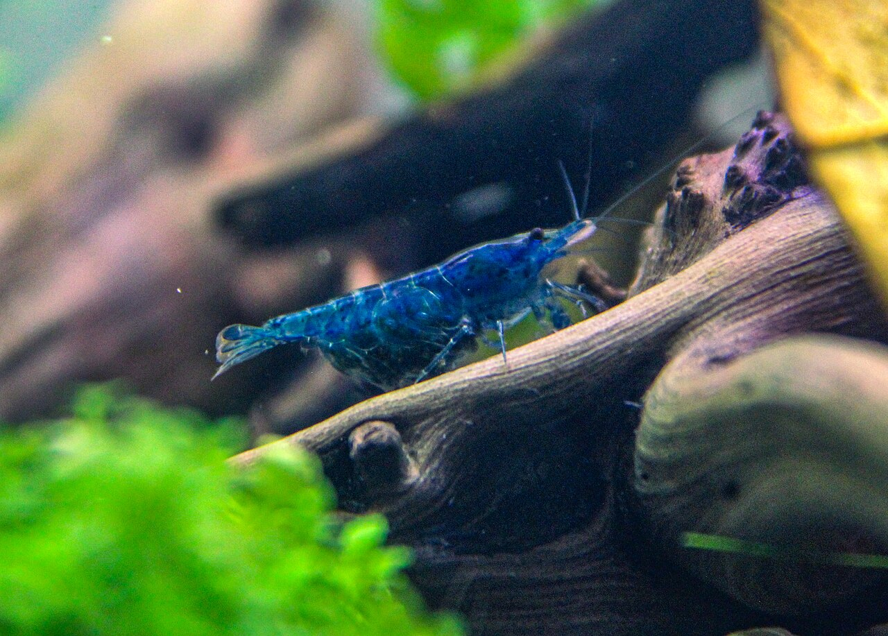  A female Neocaridina davidi shrimp perching on a log.