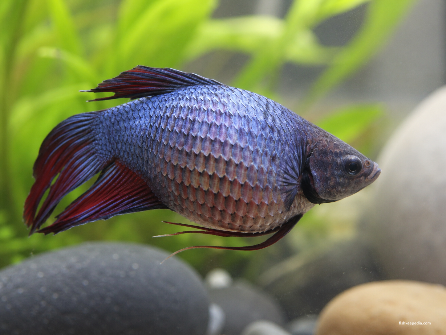 Male betta fish with a swollen, bloated body and raised pinecone-like scales, showing signs of dropsy in a planted aquarium.