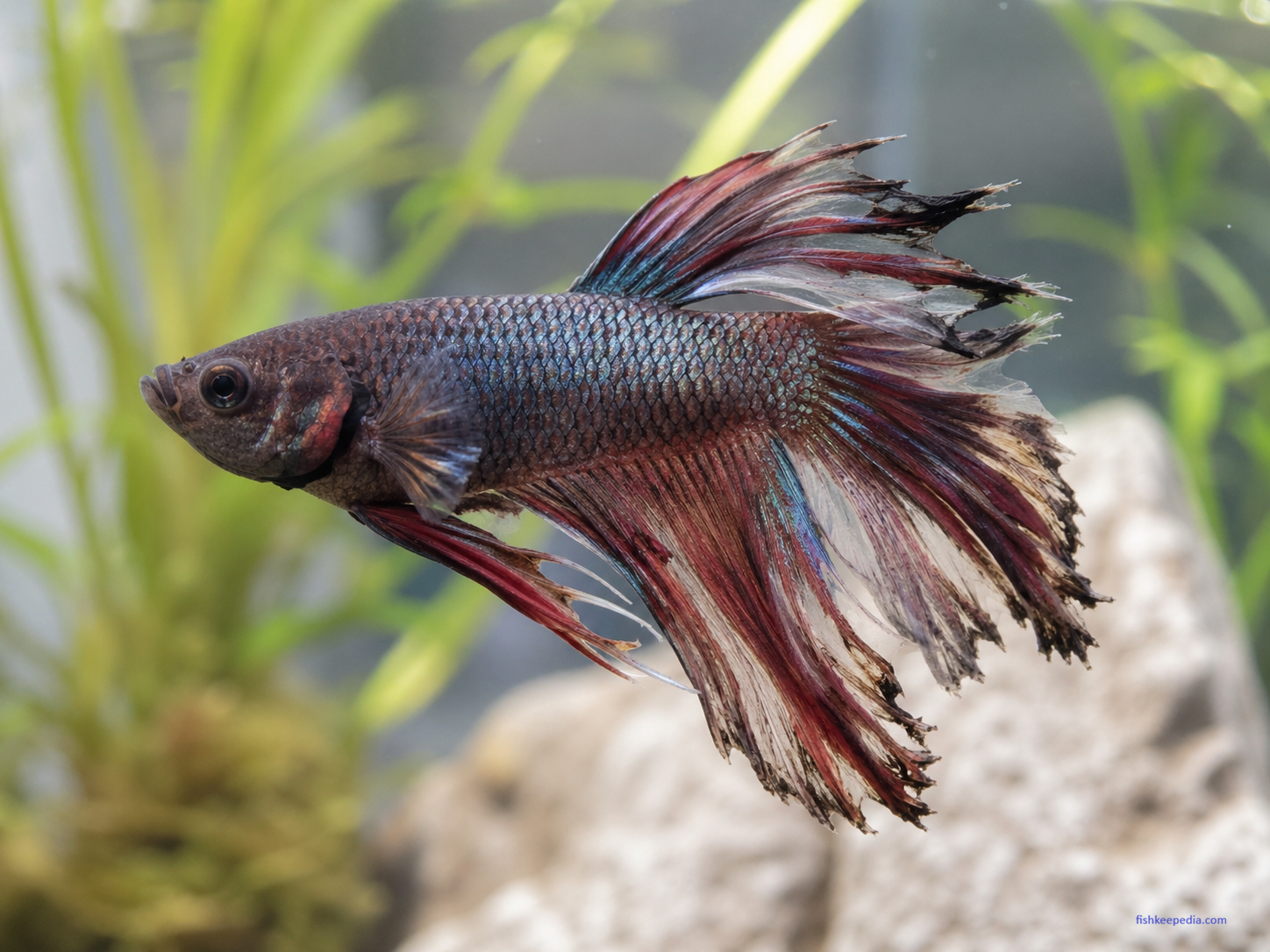 Male betta fish with ragged, frayed fins and darkened fin edges, showing signs of fin rot in a planted aquarium.