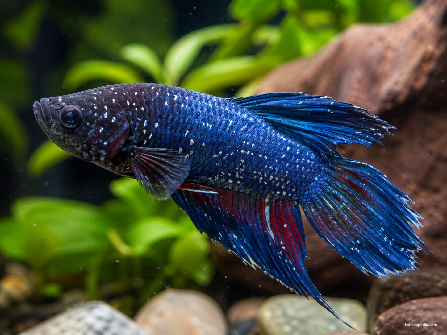 Blue male betta fish with tiny white salt-like spots on its body and fins, showing signs of ich or white spot disease in a planted aquarium.