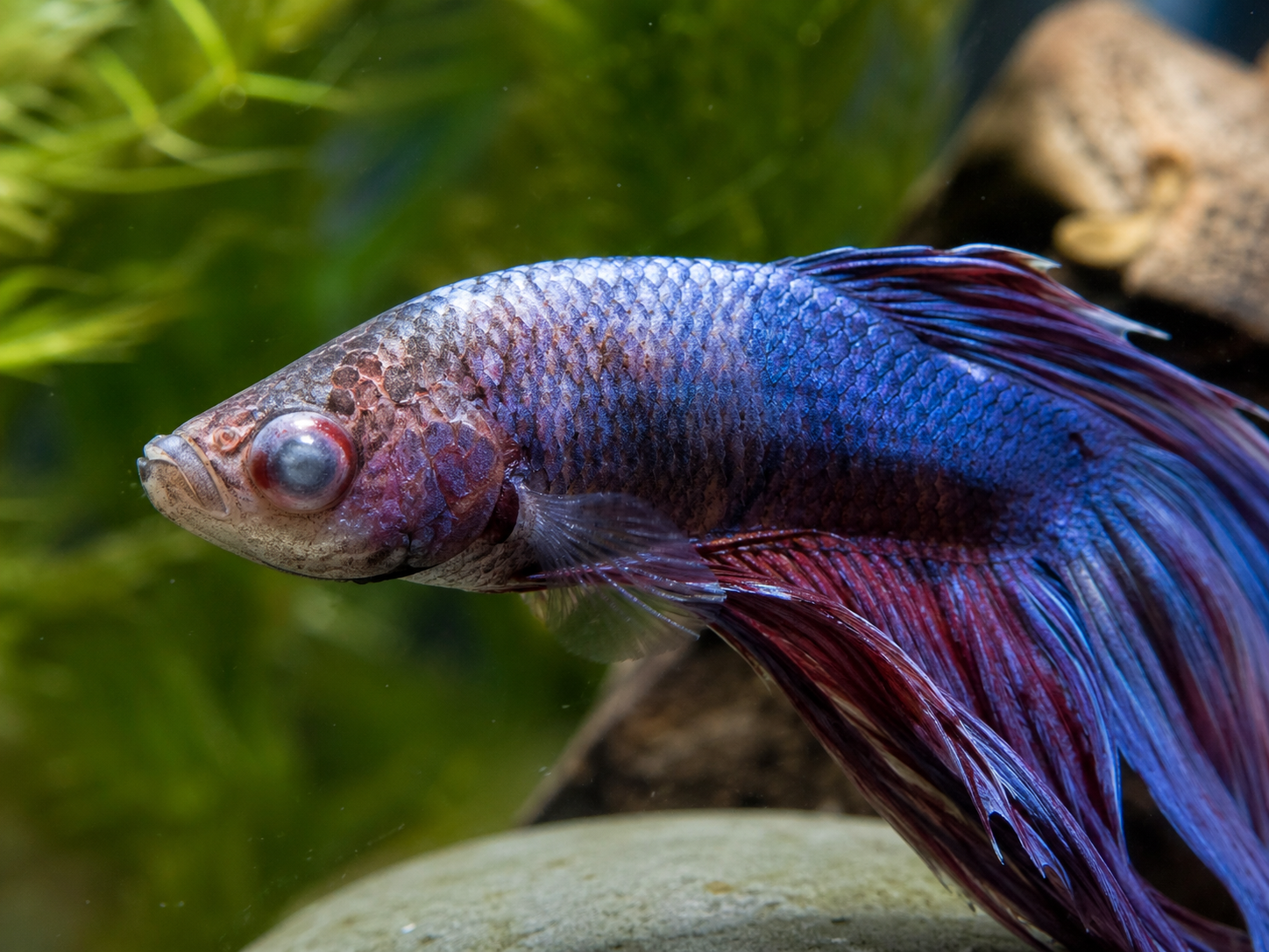Male betta fish with a swollen, cloudy eye and mild redness around the head, showing signs of popeye in a planted aquarium.