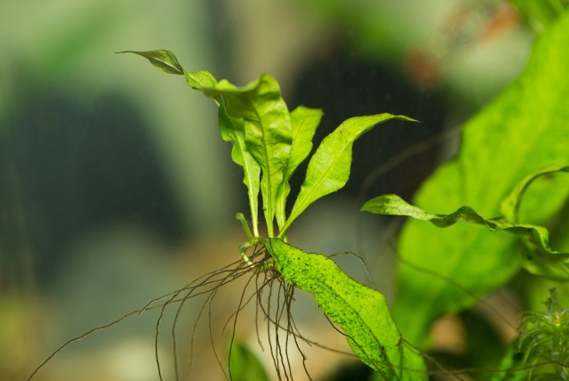 A plantlet of the favorite Java Fern in an aquarium. These grow on a mother plant as clones, using a reproduction method called apomixis.The roots fix to a solid object to become a new plant.