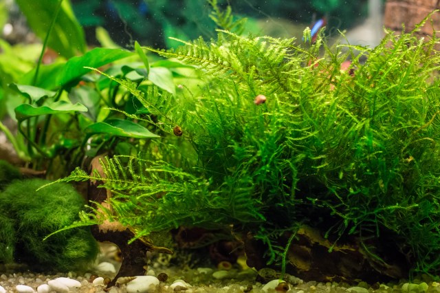 Java Moss