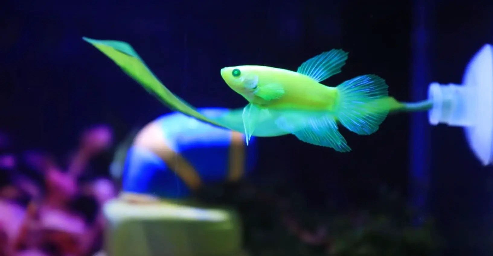 GloFish Betta Care Sheet Tank Requirement, Lifespan, Breeding, Tank