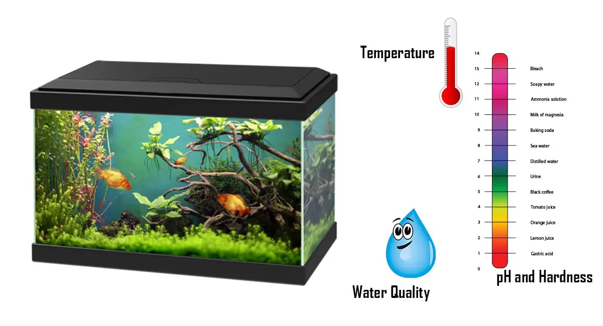 Aquarium Bubblers and Air Stones Which Is Best? Fish Keeping Guide