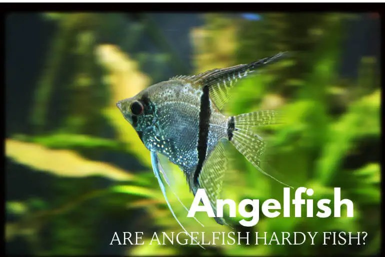 Do Angelfish Have Teeth? Fish Keeping Guide