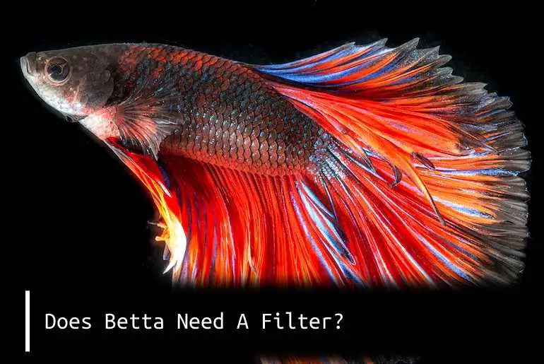 Does betta need a filter?