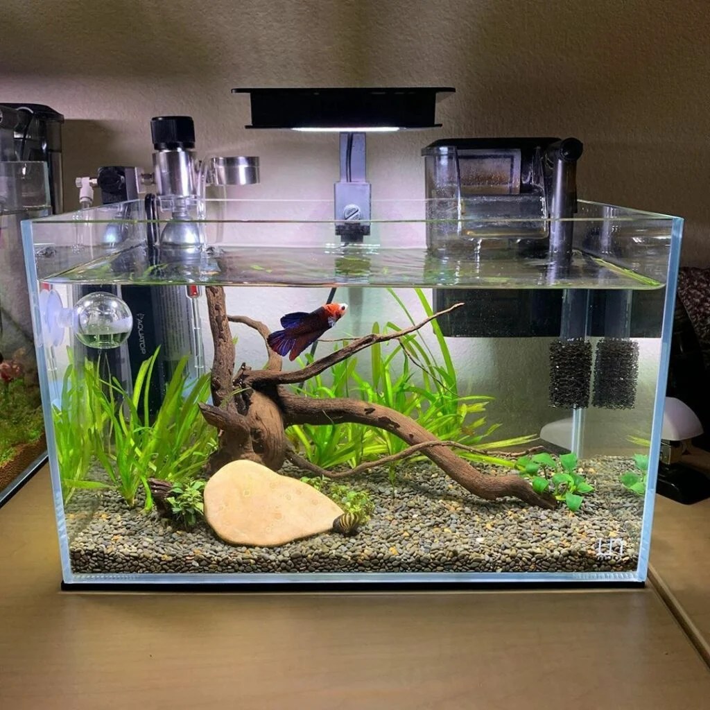 Best betta fish tank shop discount, save 50%