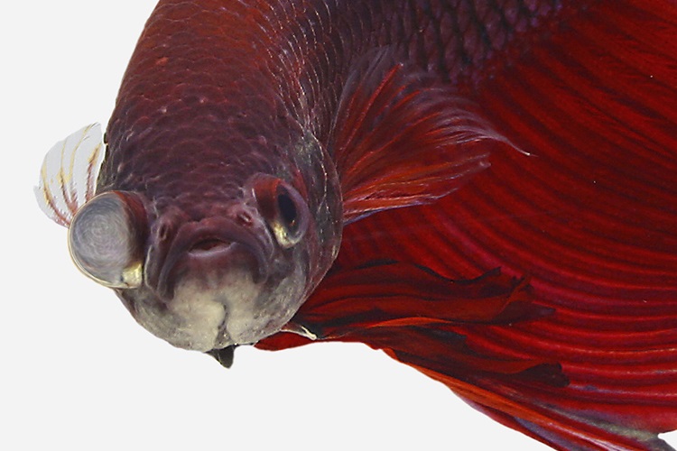 Betta fish popeye (swollen eyes): treatment and prevention