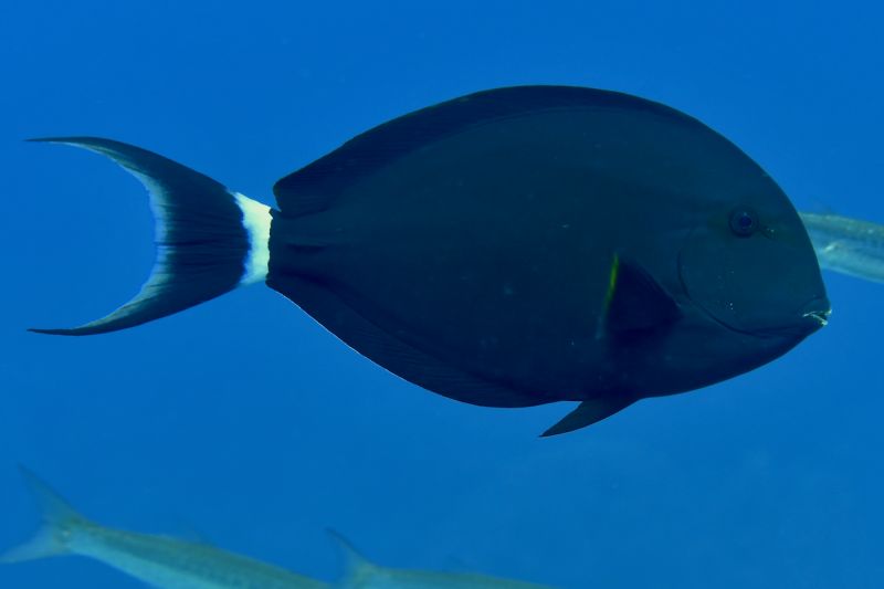 Github Kevin Ssy Fishnet Implementation Code Of The Paper Fishnet - Premium Space Wallpaper Gallery - HD