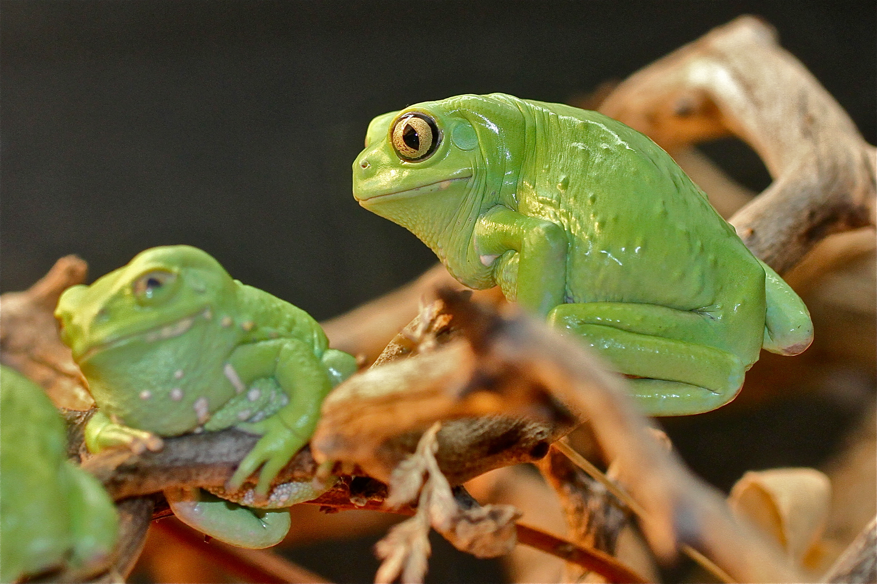 Waxy Monkey Tree Frog Keyword Search Science Photo Library