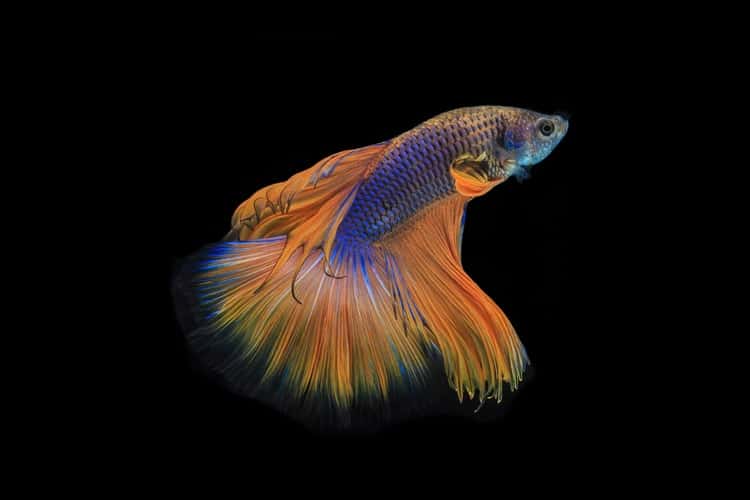 Best Fish For A 3 Gallon Fish Tank Fishtankauthority Best Fish For A 3 Gallon Fish Tank Fishtankauthority