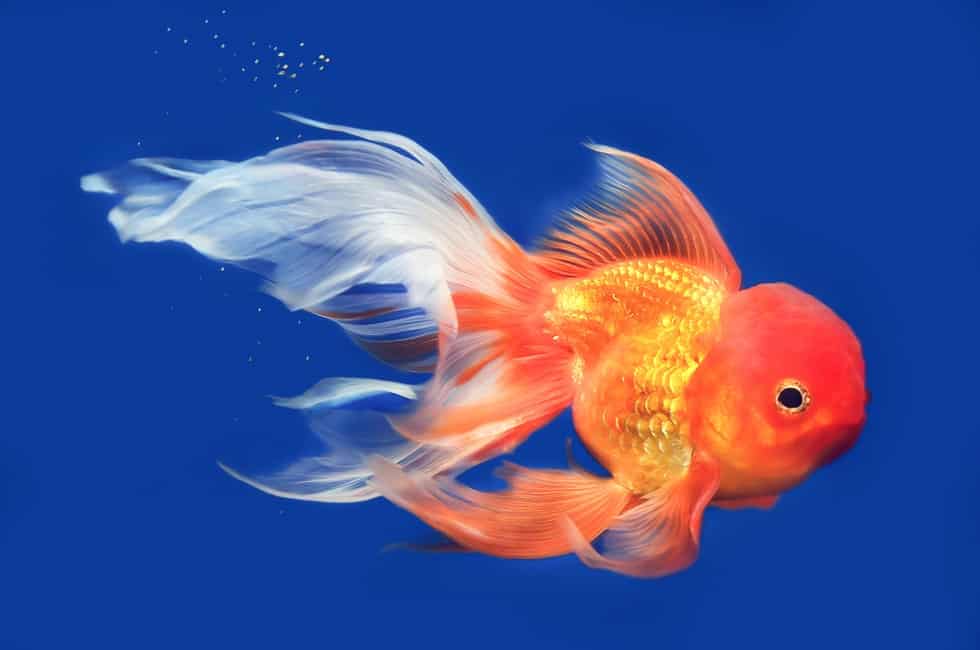What Is The Average Life Span Of A Goldfish With Proper Care Goldfish Goldfish Pond Habitat Activities 6 filas The smallest type of goldfish is the Twisty Tailed Goldfish that grows up to 6 inches in.