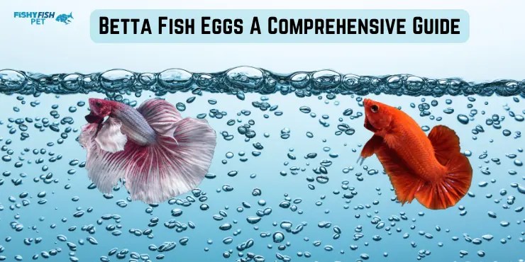 Betta fish eggs: a comprehensive guide (september 2025)
