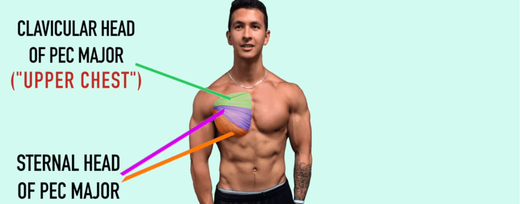 Lie on your back on a bench, feet flat on the floor. Incline Bench Press: Uitleg, techniek en tips + video!