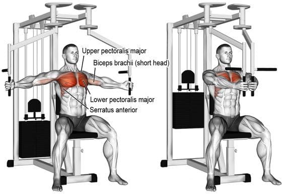 The main muscles involved in the pec deck are: The Best Pec Deck Alternatives For An Awesome Chest Fitness Volt