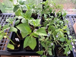 Five Feline Farm Plant Sale