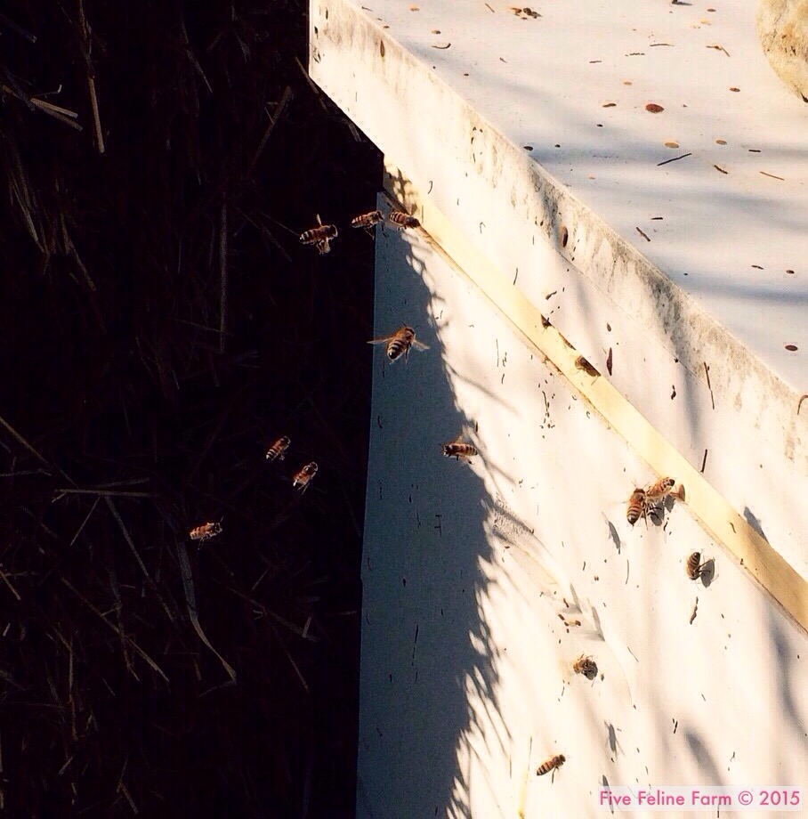 Three Fabulous Reasons to Keep Honeybees