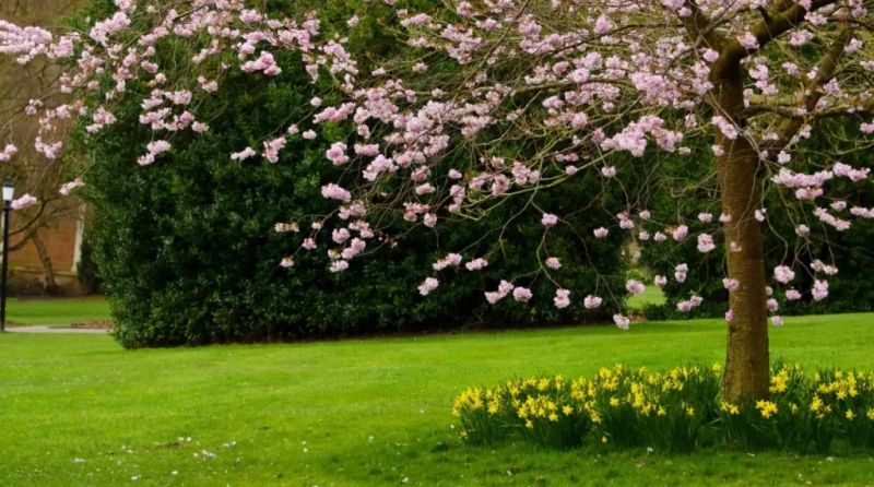 Urban Tree Care Three Steps To Happy Healthy Trees Tree Trust - HD City Arts for Desktop