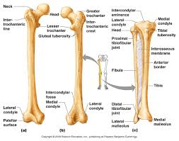 hind bones