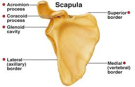 scapula