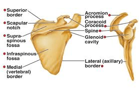 scapula2