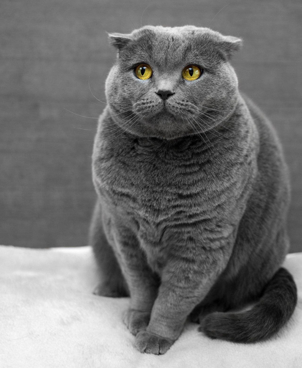 Gray cat with yellow eyes and an apprehensive look on her face. Ms. Communication.