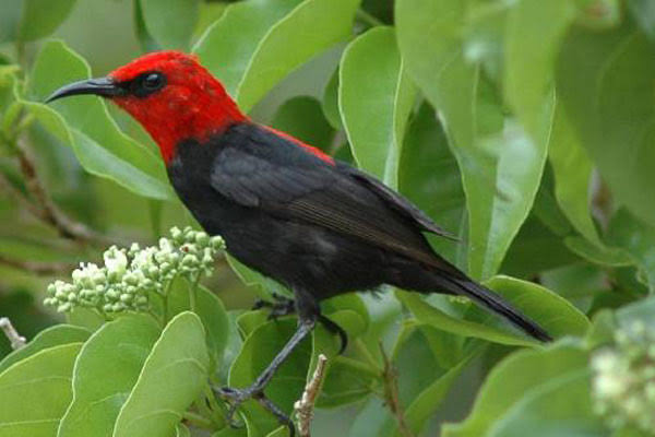 15 Persen Burung Endemik di Indonesia Terancam Punah - FJPI - Forum  Jurnalis Perempuan Indonesia