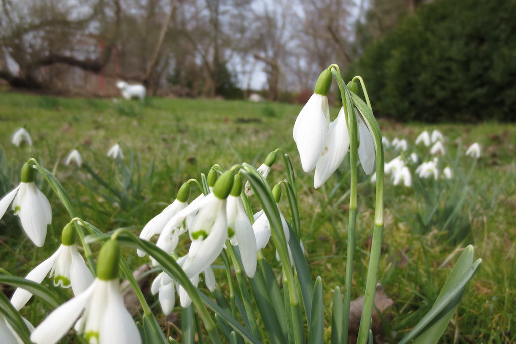 Schneeglöckchen